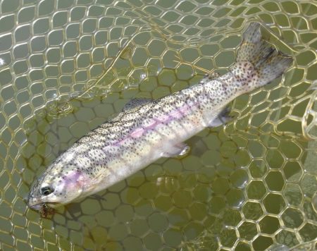 大安トラウトレイク釣果